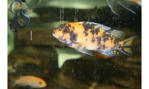 Metriaclima estherae OB